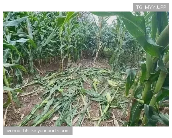 野猪拱坏草坪：球场维护的噩梦，野猪拱坏庄稼谁来赔